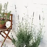 Tap - In Independent House With Private Garden דירה
