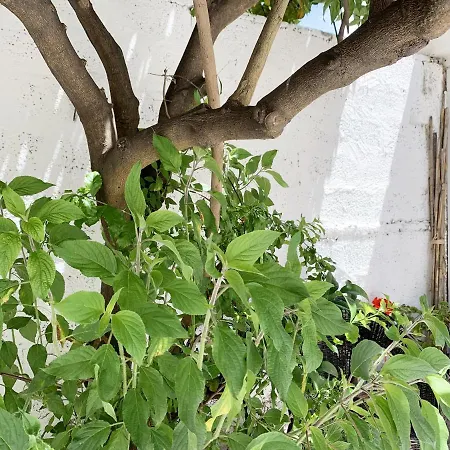 Apartment Tap - In Independent House With Private Garden