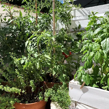 Апартаменты Tap - In Independent House With Private Garden Альгеро